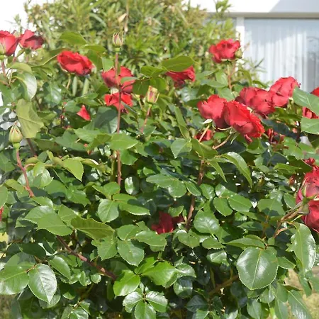 道雷龙花园酒店 酒店