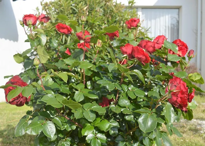 Les Jardins D'oleron Hotel